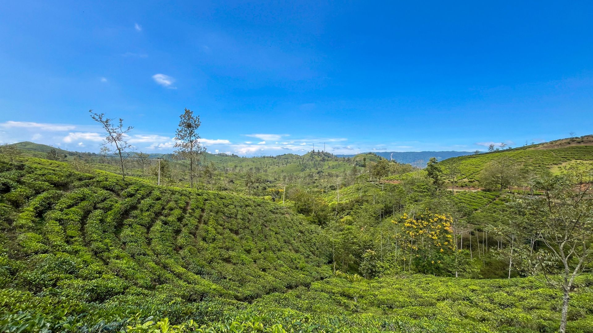 Does Coffee Elevation Mean Anything to the Average Consumer?
